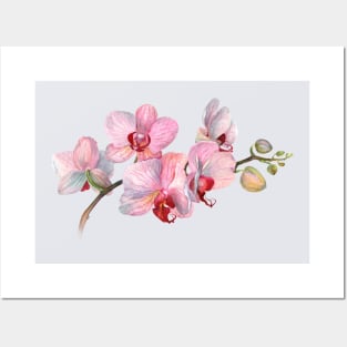 Orchid. Exclusive present. Gift for a friend. Funny art print Posters and Art